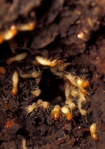 pre construction termite treatment